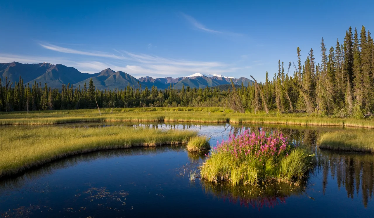 Fireweed