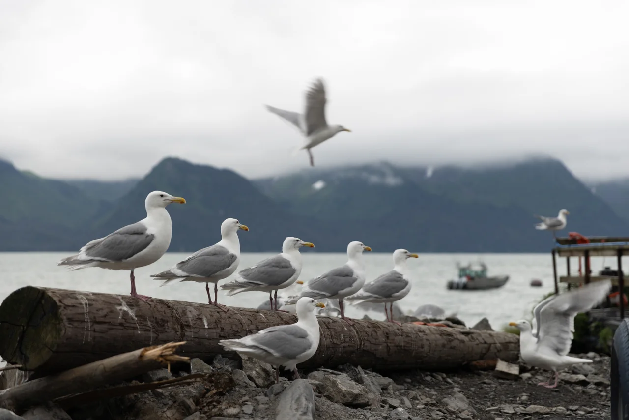 Seagulls